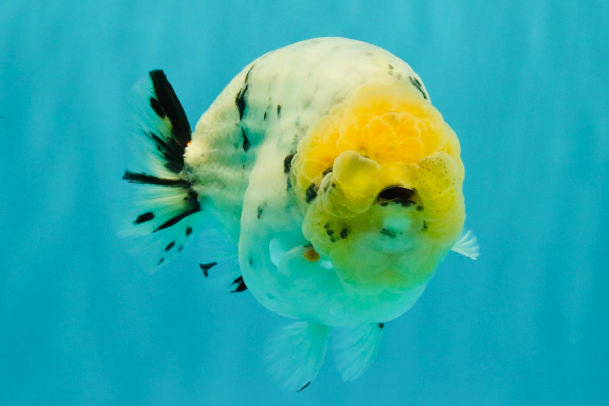CHUBBY AAA Grade White Marble Blue Base Ranchu Male 5.5-6 inches #100226RC_28