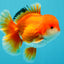 MARIO AAA Grade Red White Oranda Male 5.5 inches #030626OR_20