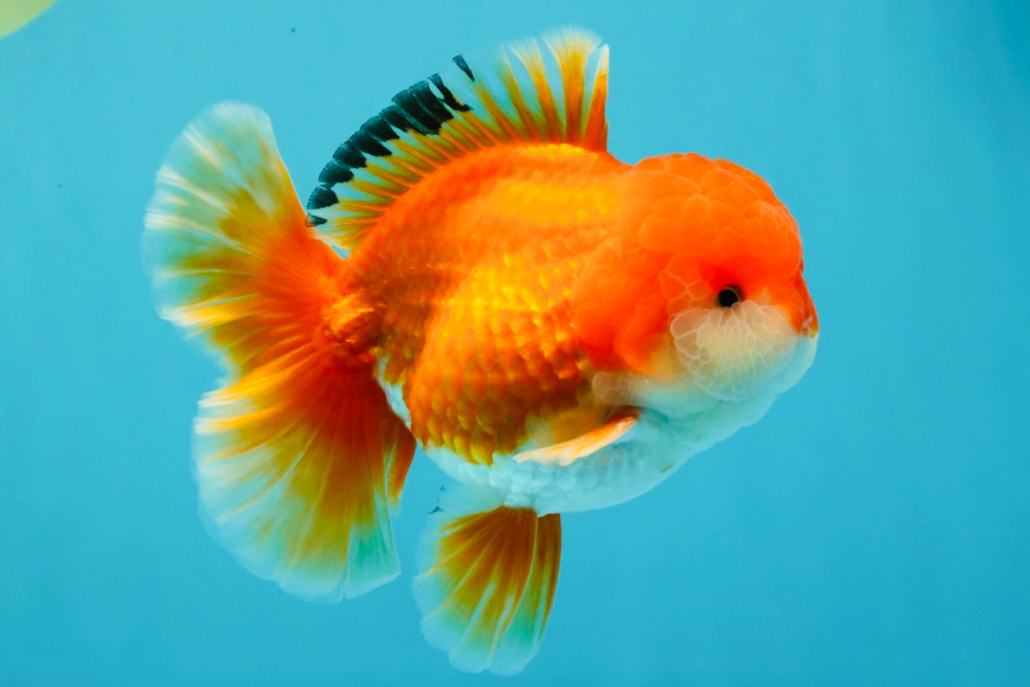 MARIO AAA Grade Red White Oranda Male 5.5 inches #030626OR_20