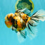 CHUBBY A Grade Calico Tiger Oranda Male 6-6.5 inches #091826OR_04