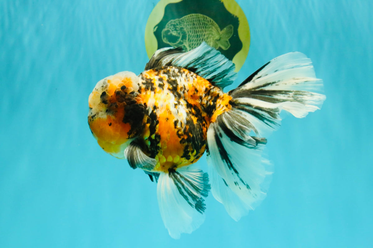 CHUBBY A Grade Calico Tiger Oranda Male 6-6.5 inches #091826OR_04