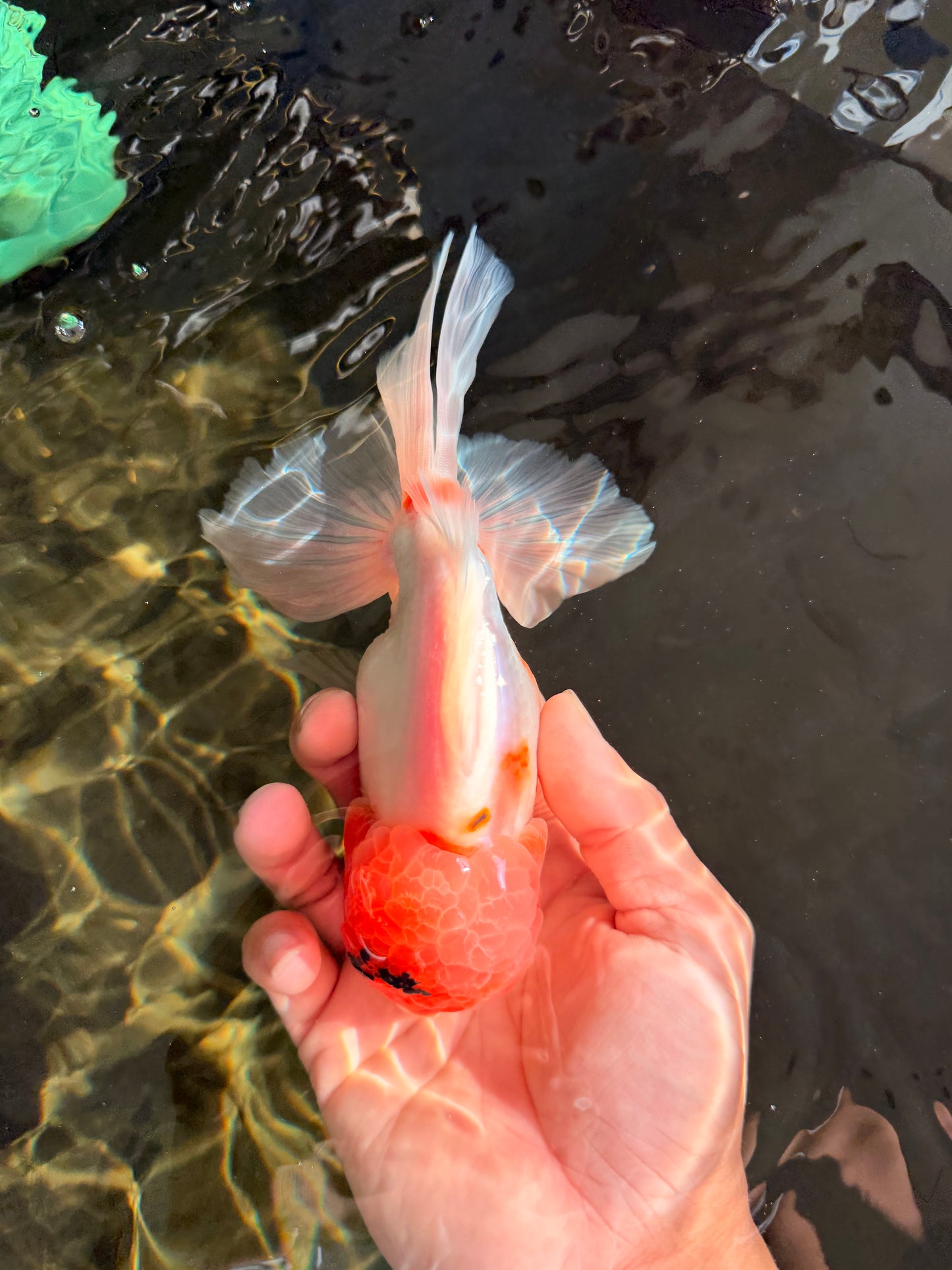 A Grade Sakura Oranda Male 6-6.5 inches #071026OR_32