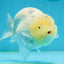 AAA Grade Lemonhead Sakura LionKing 4.5 inches #121324LC_10