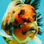 AAA Grade Calico Yuanbao Male 5.5 inches #073126YB_19
