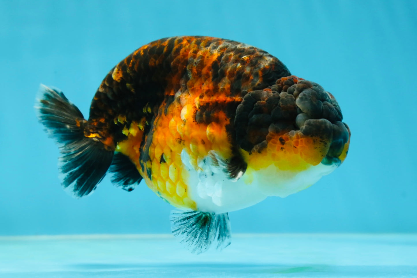 AAA Grade Kirin Tiger LionKing 5 inches #050925LC_04