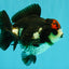 ADORABLE A Grade Tricolor Yuanbao Male 4.5 inches #051526YB_08