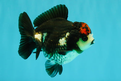 ADORABLE A Grade Tricolor Yuanbao Male 4.5 inches #051526YB_08