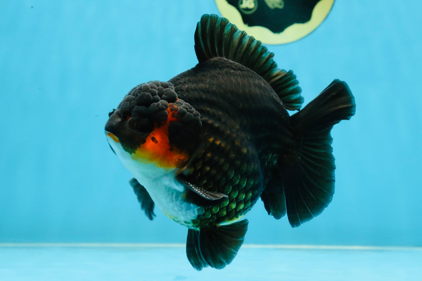 AAA Grade Tricolor Yuanbao Male 5 inches #101025YB_29