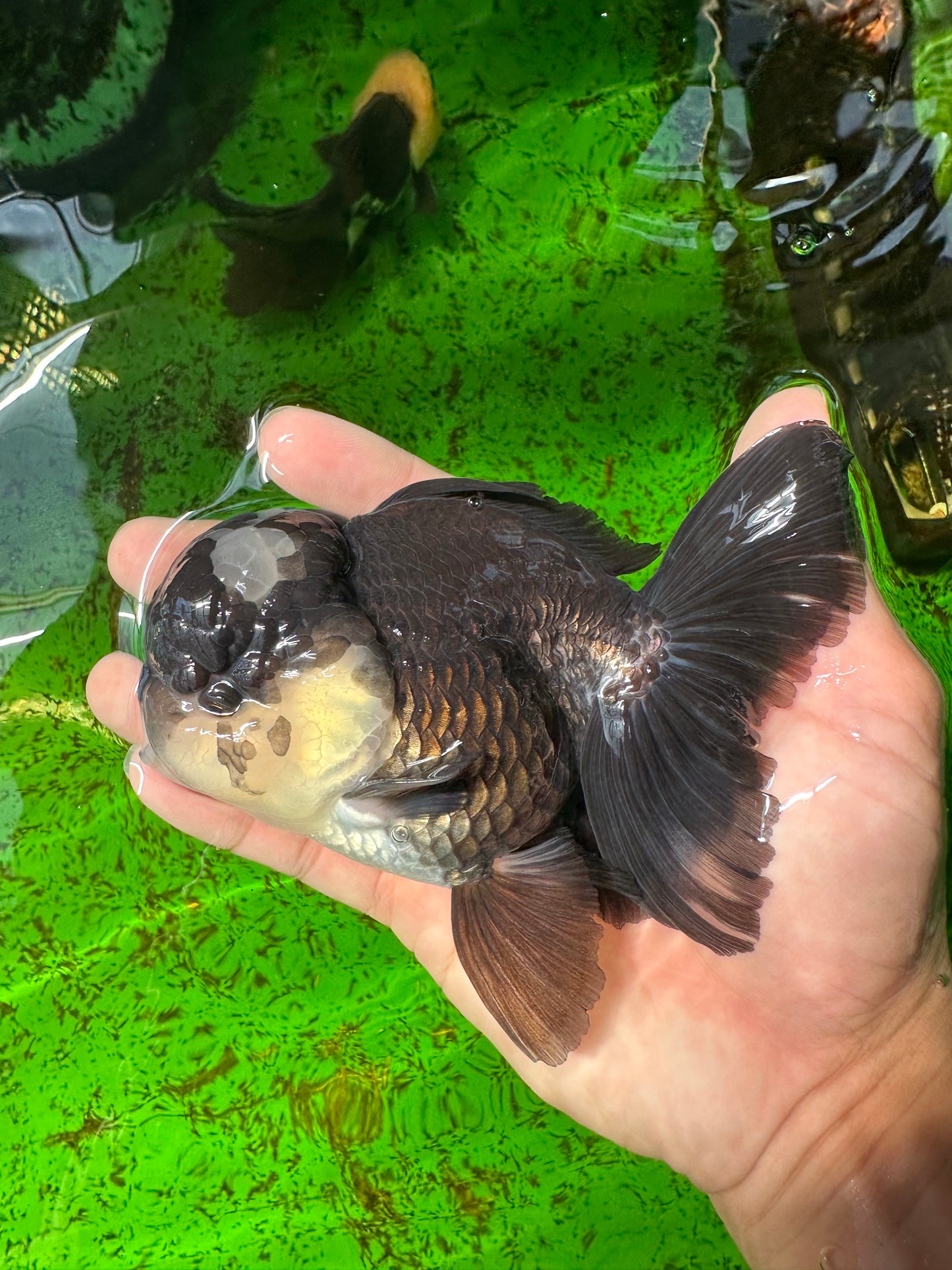 Panda Oranda Male 4.5-5 inches #0927OR_23