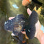 AAA Grade Black Oranda Male 6.5 inches #102326OR_08
