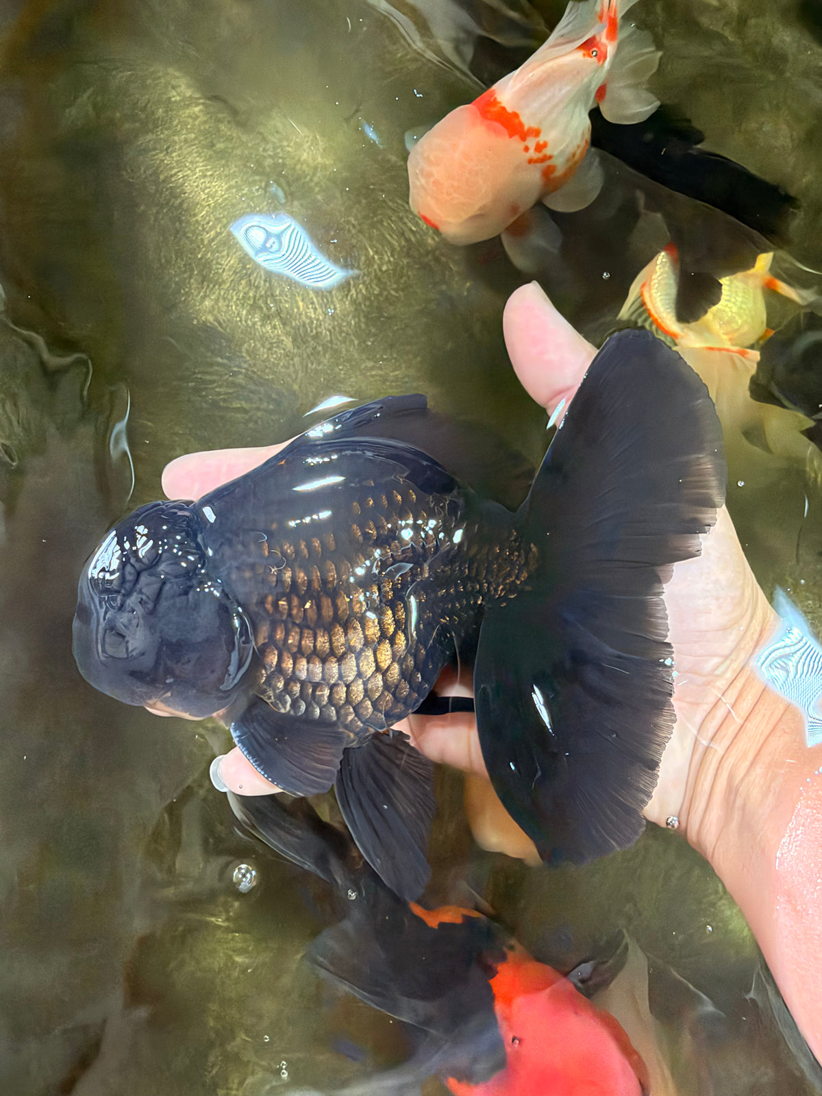 AAA Grade Black Oranda Male 6.5 inches #102326OR_08