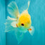 A Grade White Oranda Male 6 inches #100926OR_16