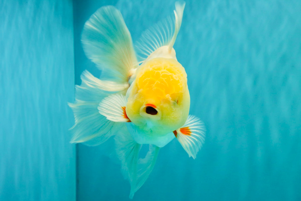 A Grade White Oranda Male 6 inches #100926OR_16
