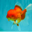 A Grade Red Oranda Male 5.5 inches #070626OR_21