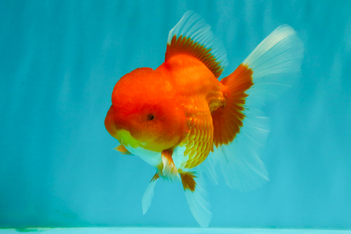A Grade Red Oranda Male 5.5 inches #070626OR_21