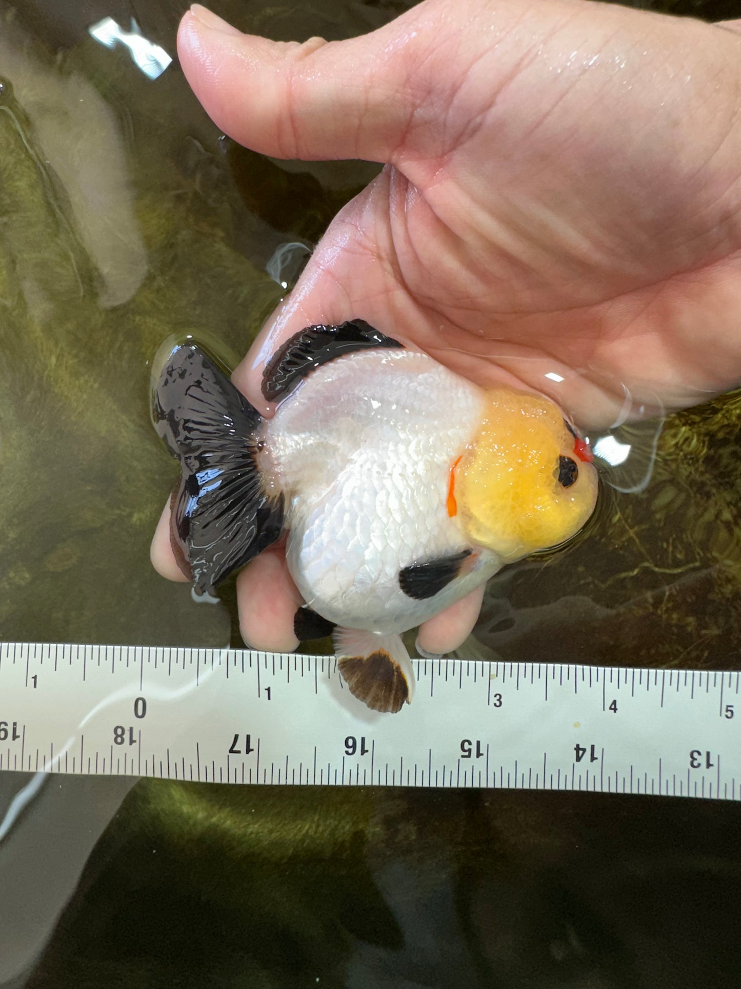 A Grade Pompom Tricolor Button Eyes Yuanbao Female 3.5-4 inches #062725YB_11