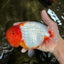 BIG WEN A Grade Red Head Red White Buffalo Ranchu Female 6 inches #101626RC_23