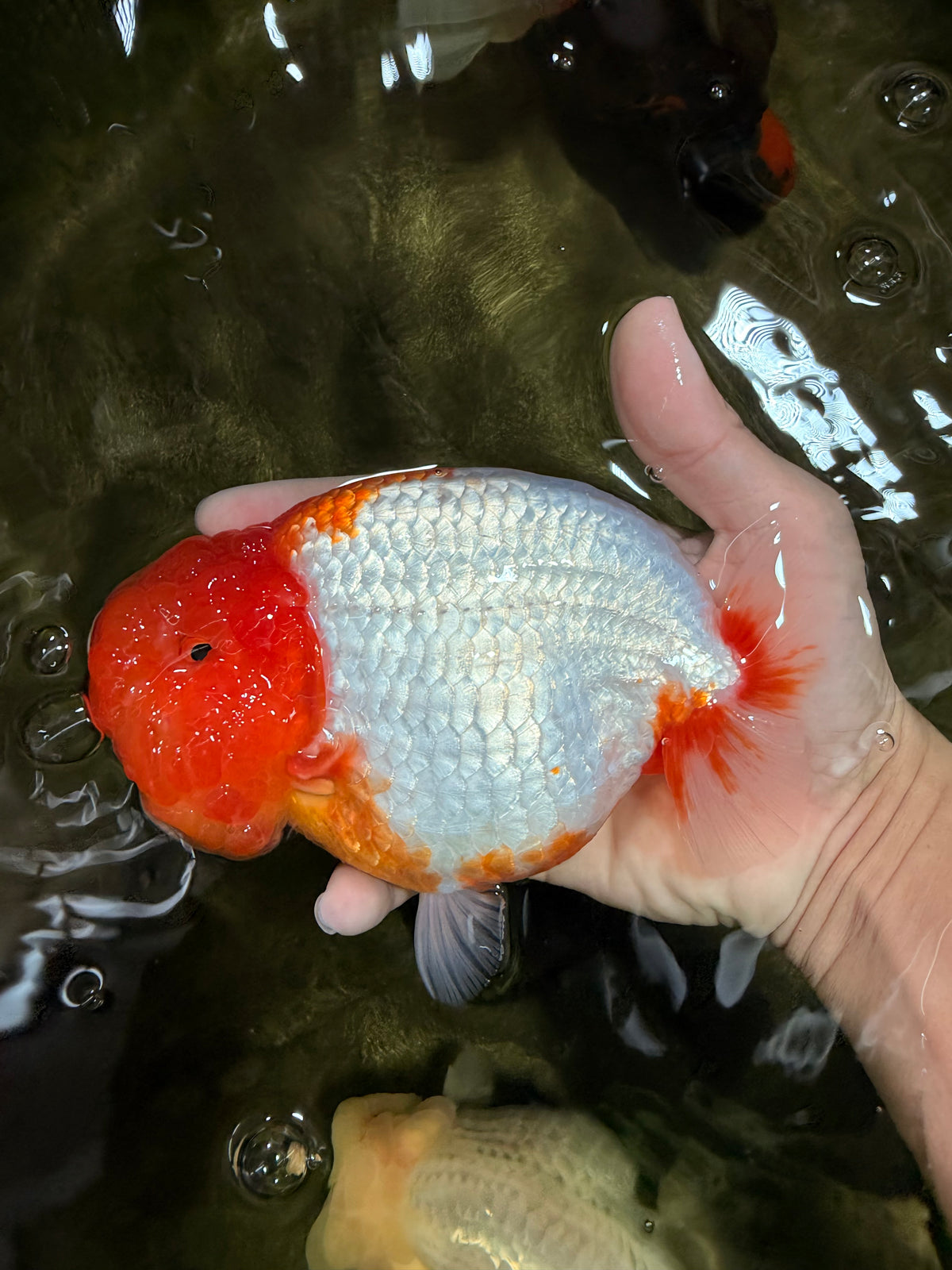 BIG WEN A Grade Red Head Red White Buffalo Ranchu Female 6 inches #101626RC_23