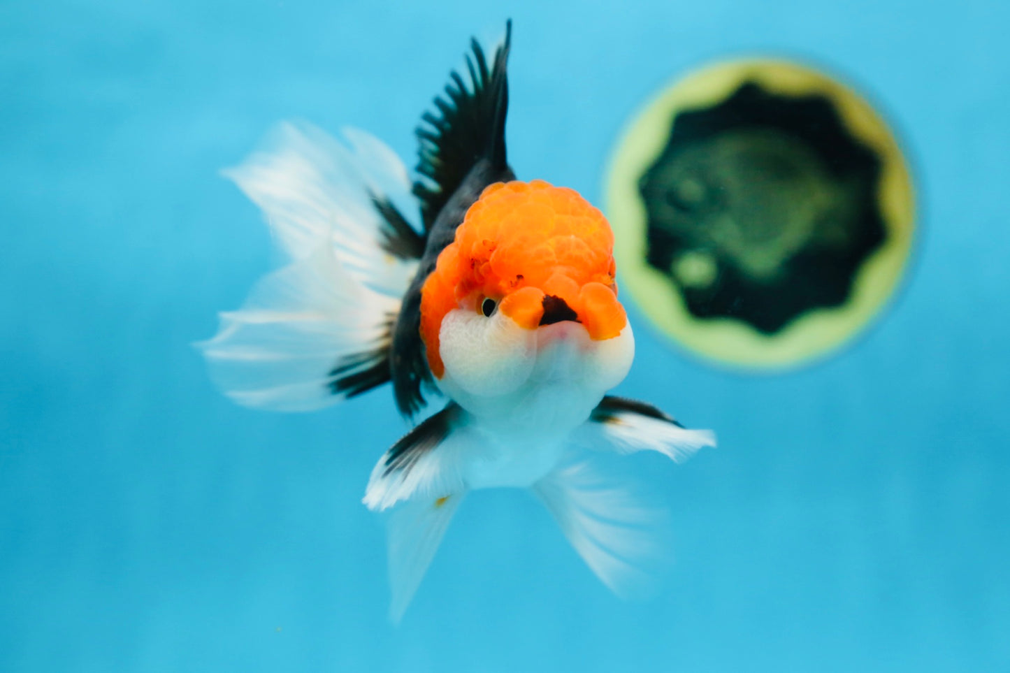 A Grade CHAPLIN Tricolor Oranda Male 5-5.5 inches #082925OR_07