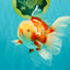 CHICKIE A Grade Red White Oranda Male 5.5 inches #101626OR_08