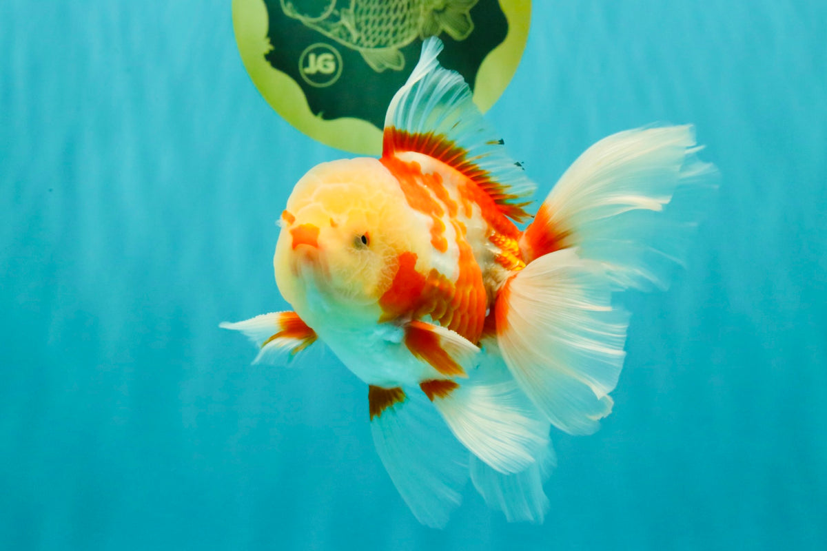 CHICKIE A Grade Red White Oranda Male 5.5 inches #101626OR_08