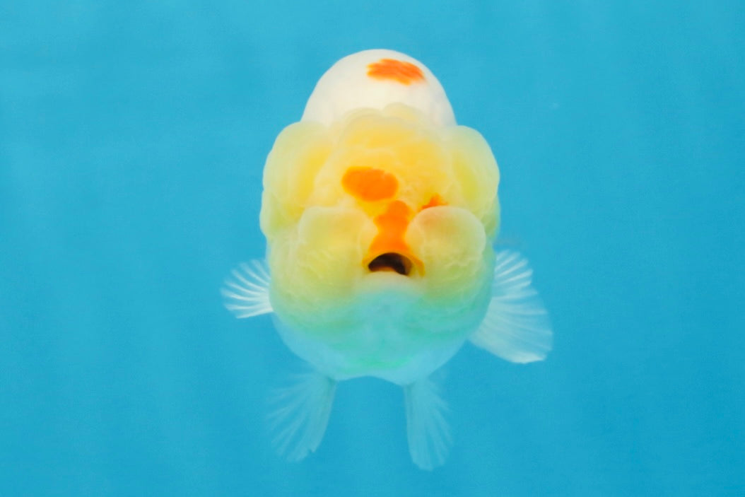 A Grade Red White LionQueen 4 inches #103125LC_21