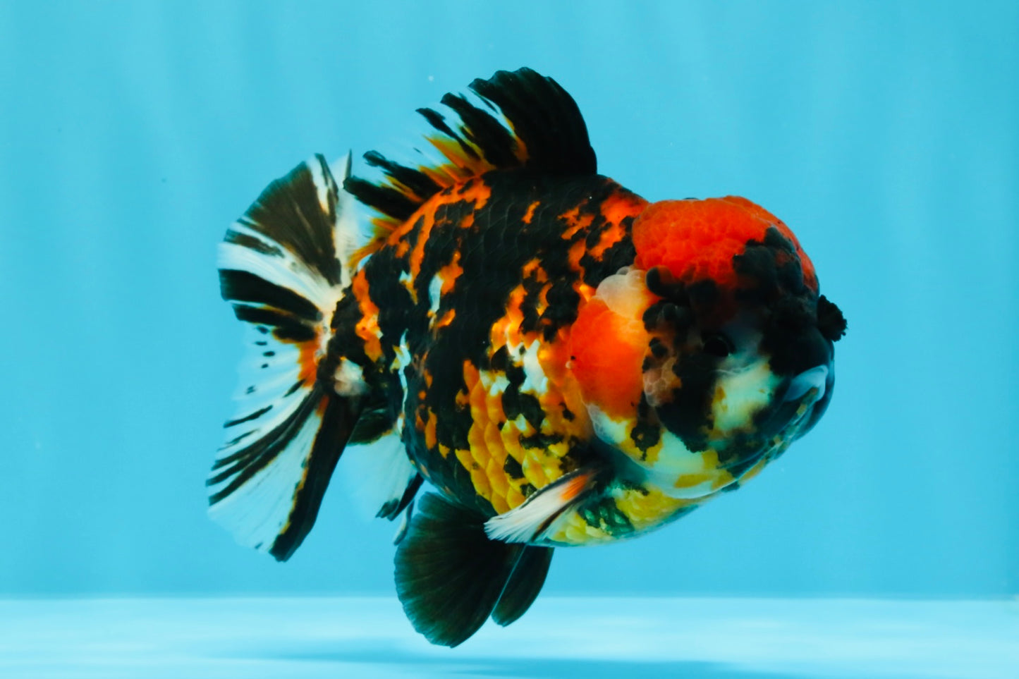 Tiger Yuanbao Male 4.5-5 inches #022726YB_06