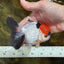 A Grade Red Head Tricolor Oranda Male 4.5 inches #053025OR_19