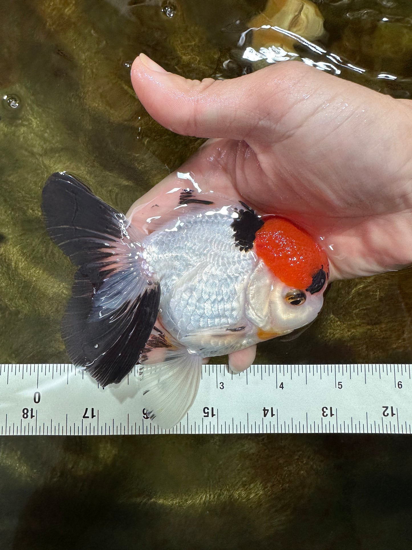 A Grade Red Head Tricolor Oranda Male 4.5 inches #053025OR_19