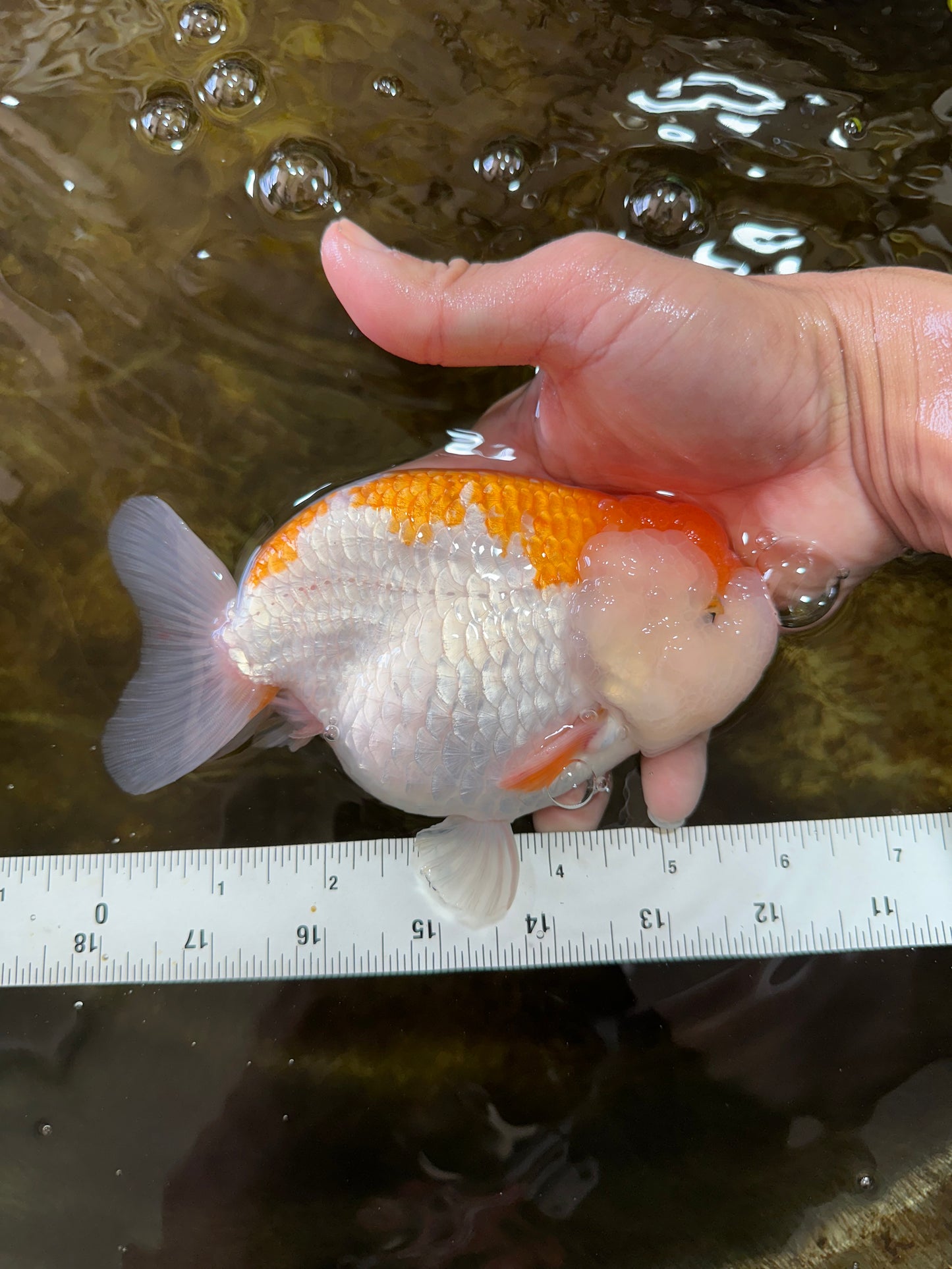 AAA Grade CHUBBY Orange White LionKing 6 inches #091225LC_05