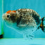 Special Pepper Kirin Blue Base Ranchu Female 4.5 inches #1018LC_10