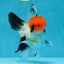 A Grade Red Head Tricolor Oranda Male 4.5 inches #053025OR_19