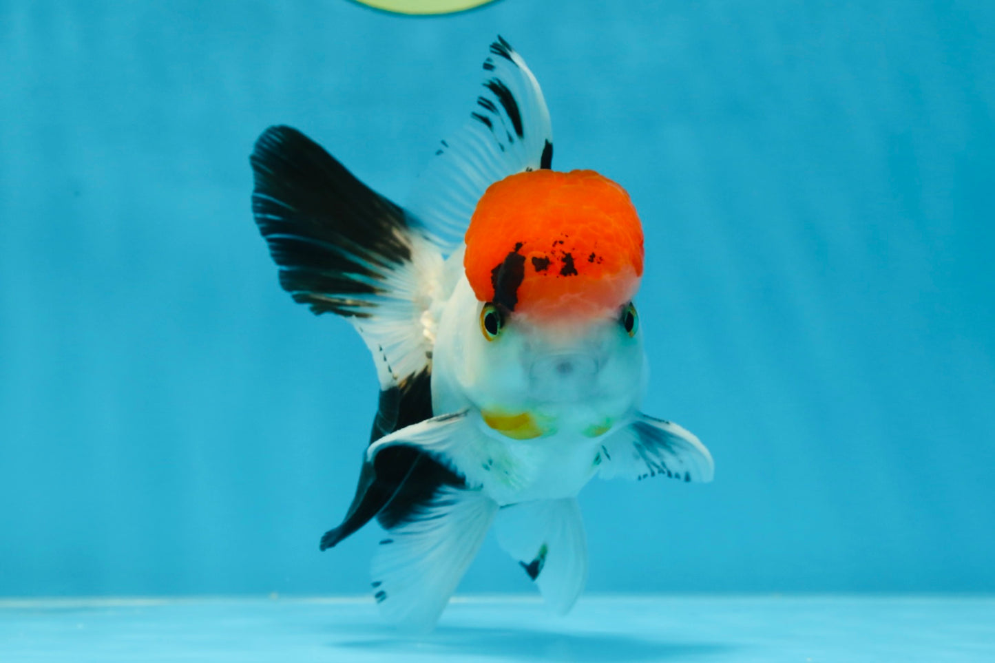 A Grade Red Head Tricolor Oranda Male 4.5 inches #053025OR_19