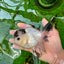 AAA Grade Panda Button Eyes Oranda Male 4.5 inches #0913OR_07