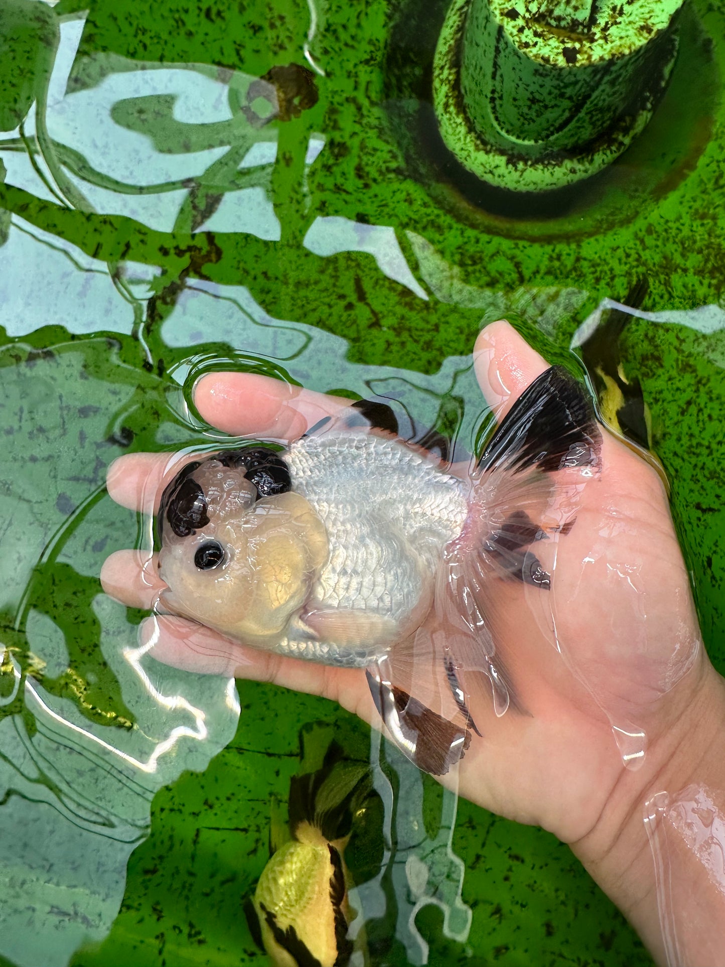 AAA Grade Panda Button Eyes Oranda Male 4.5 inches #0913OR_07