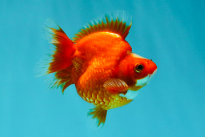 SPECIAL A Grade Jade Head Red White Ryukin Female 4 inches #042426RK_04