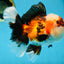AAA Grade CHUBBY CHEEK Tricolor Oranda Male 5.5  inches #082225OR_12