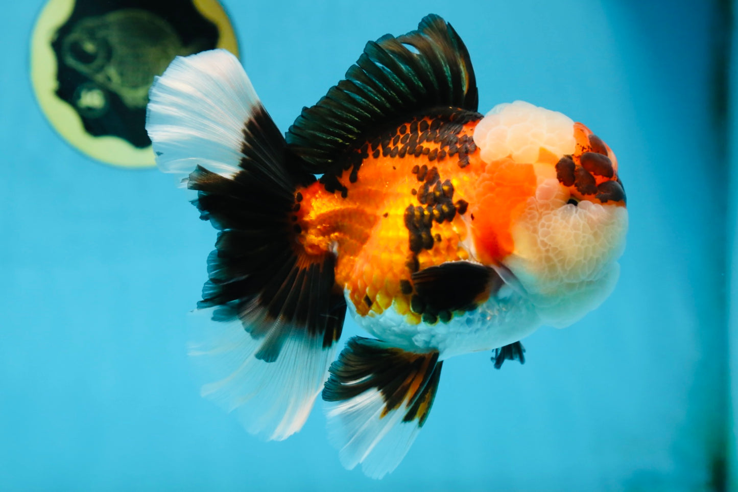 AAA Grade CHUBBY CHEEK Tricolor Oranda Male 5.5  inches #082225OR_12