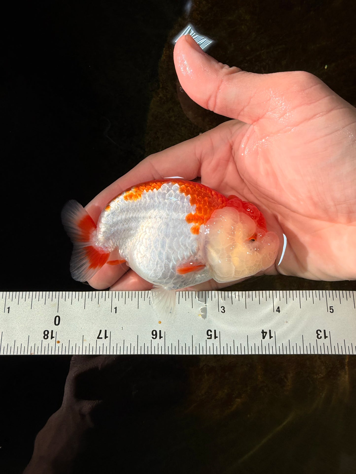 SUPER CUTE AAA Grade Red White LionQueen 4  inches #102425LC_14