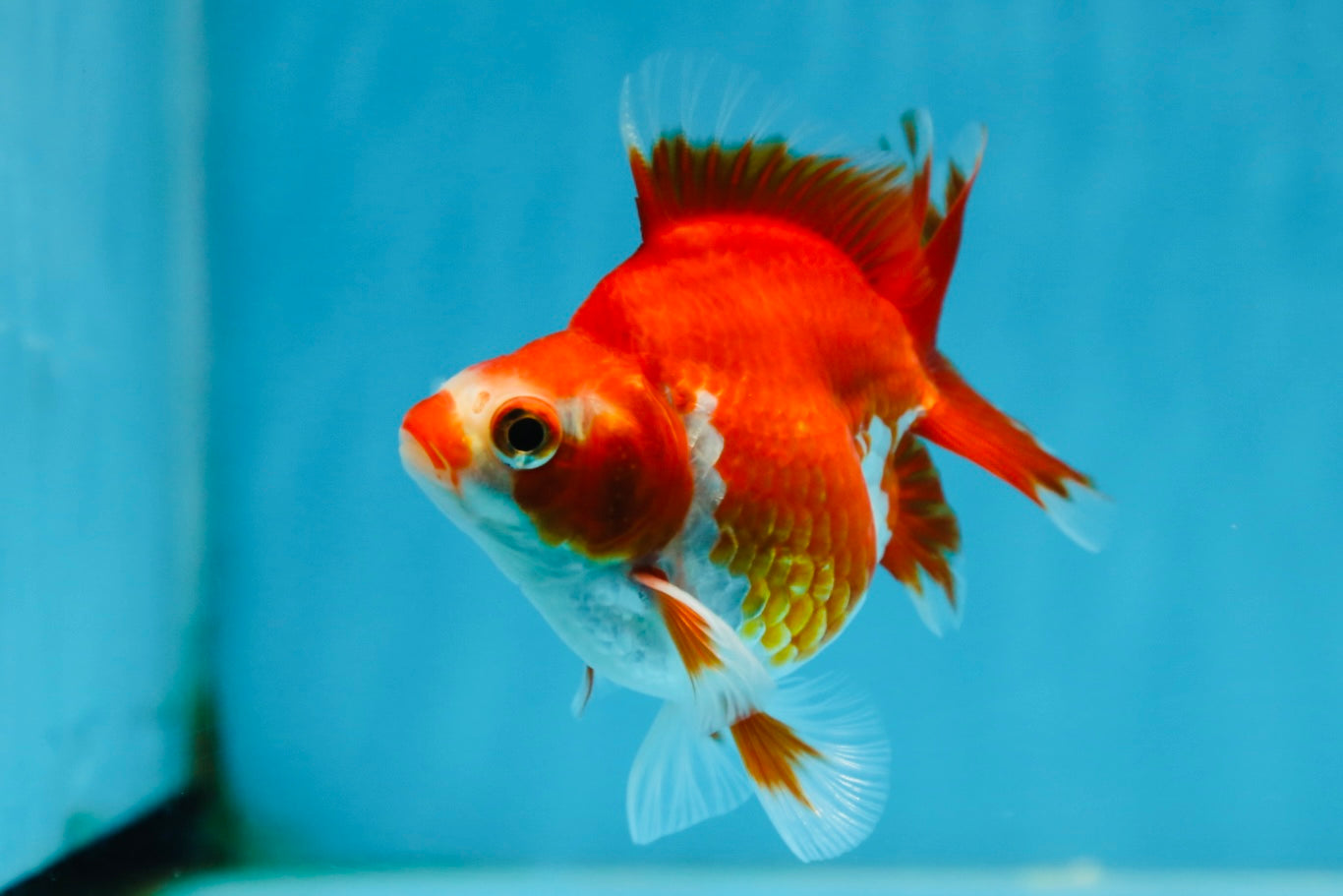 POCKET AAA Grade Small Red White Ryukin Female 3.5-4 inches #082225RK_26