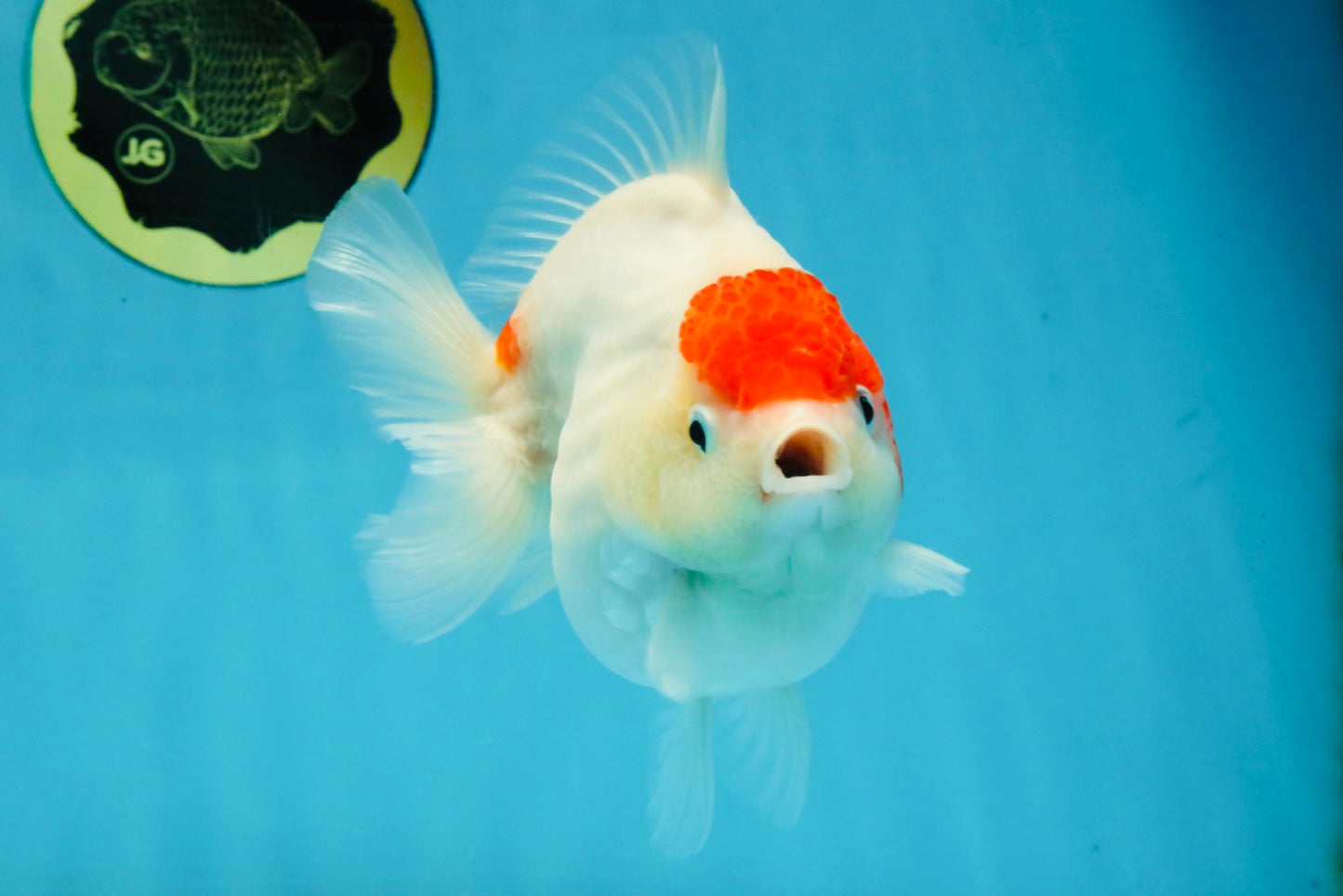 MARIO AAA Grade Red White Yuanbao Female 5 inches #121225YB_02