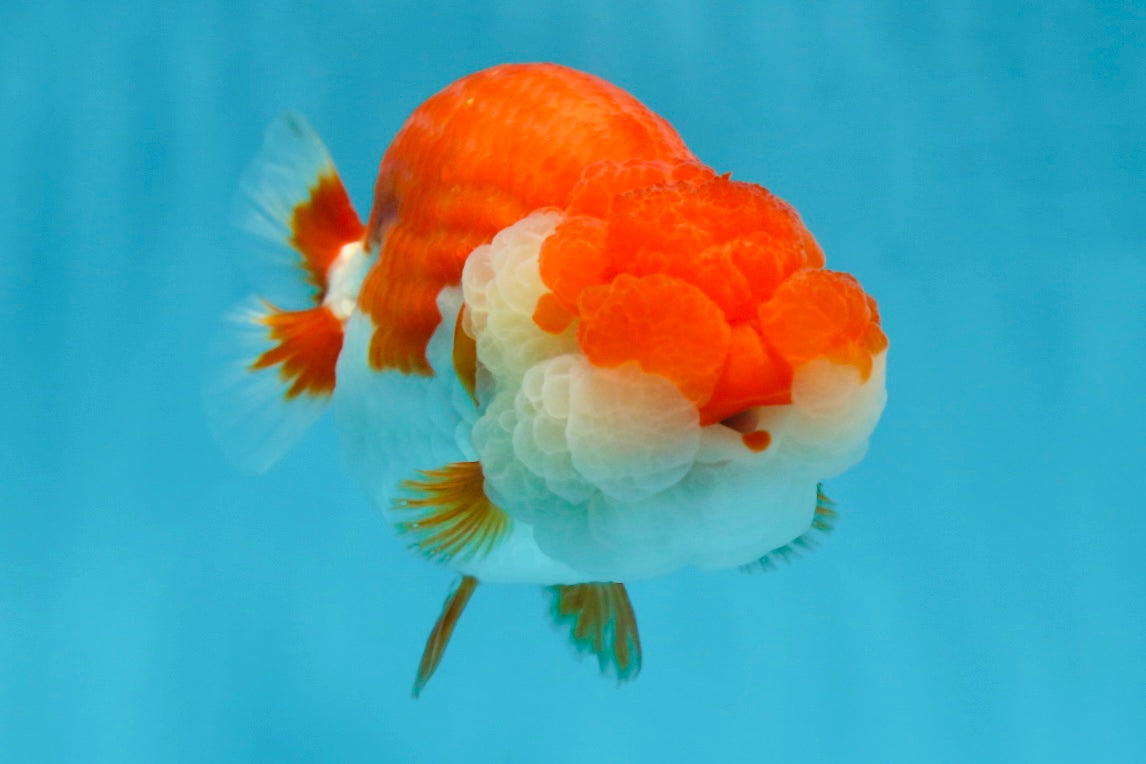 AAA Grade SUPER Red White LionQueen 4.5 inches #051625LC_35