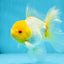 Lemonhead Oranda Male 5 inches #090525OR_17