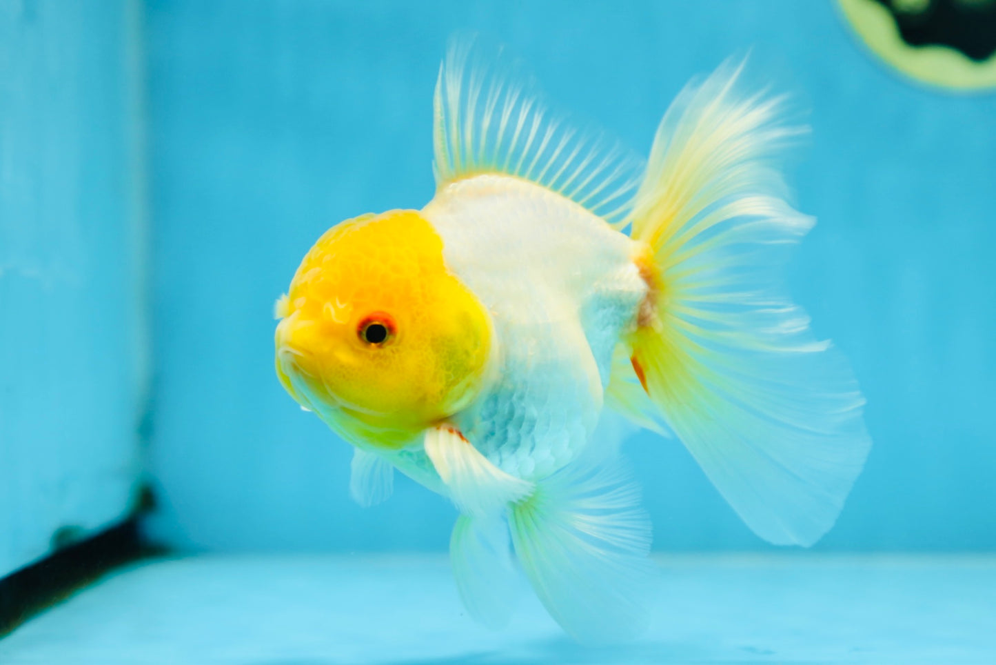 Lemonhead Oranda Male 5 inches #090525OR_17