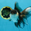 Panda Oranda Female 5.5 inches #100325OR_17