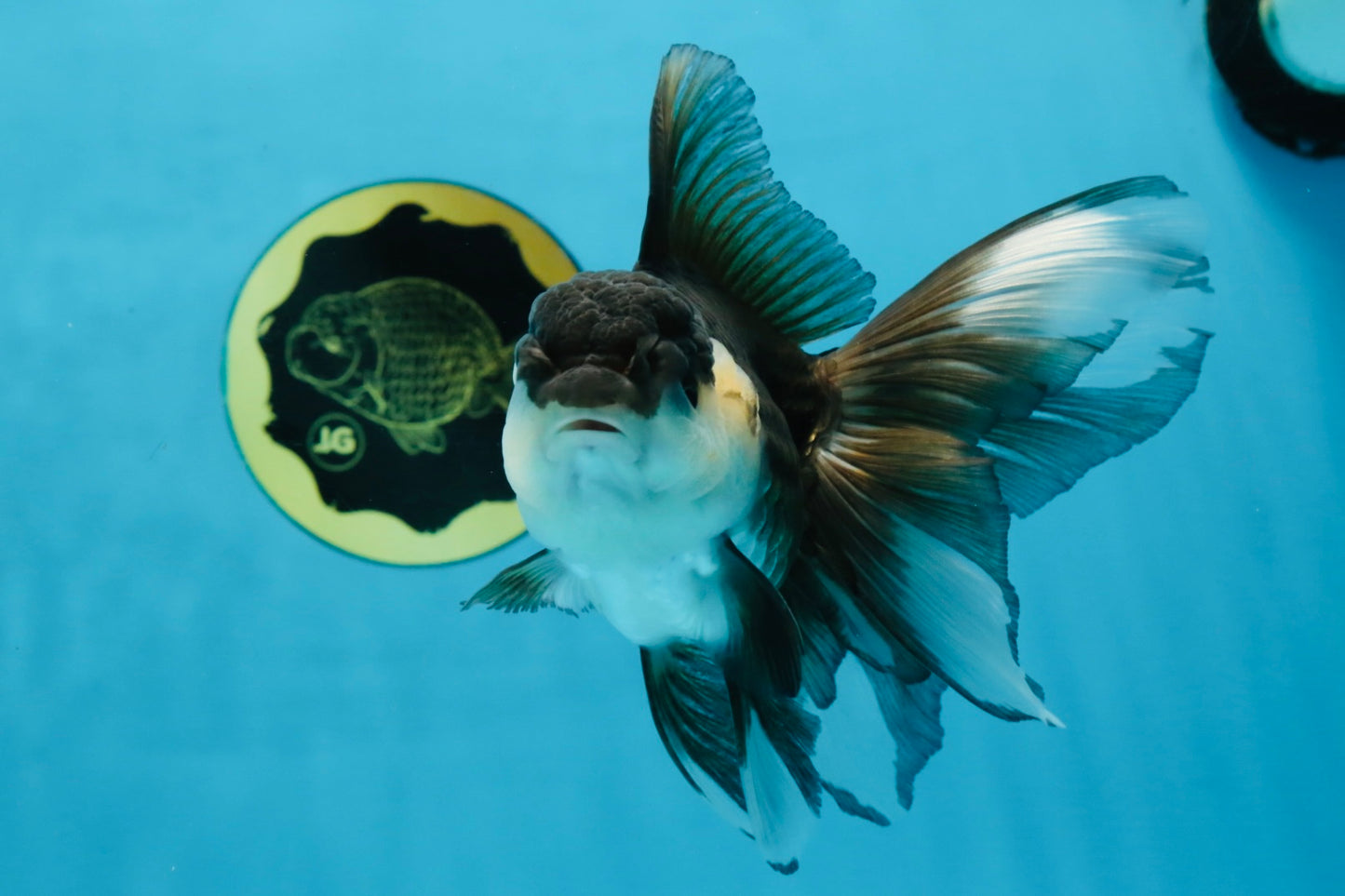 Panda Oranda Female 5.5 inches #100325OR_17