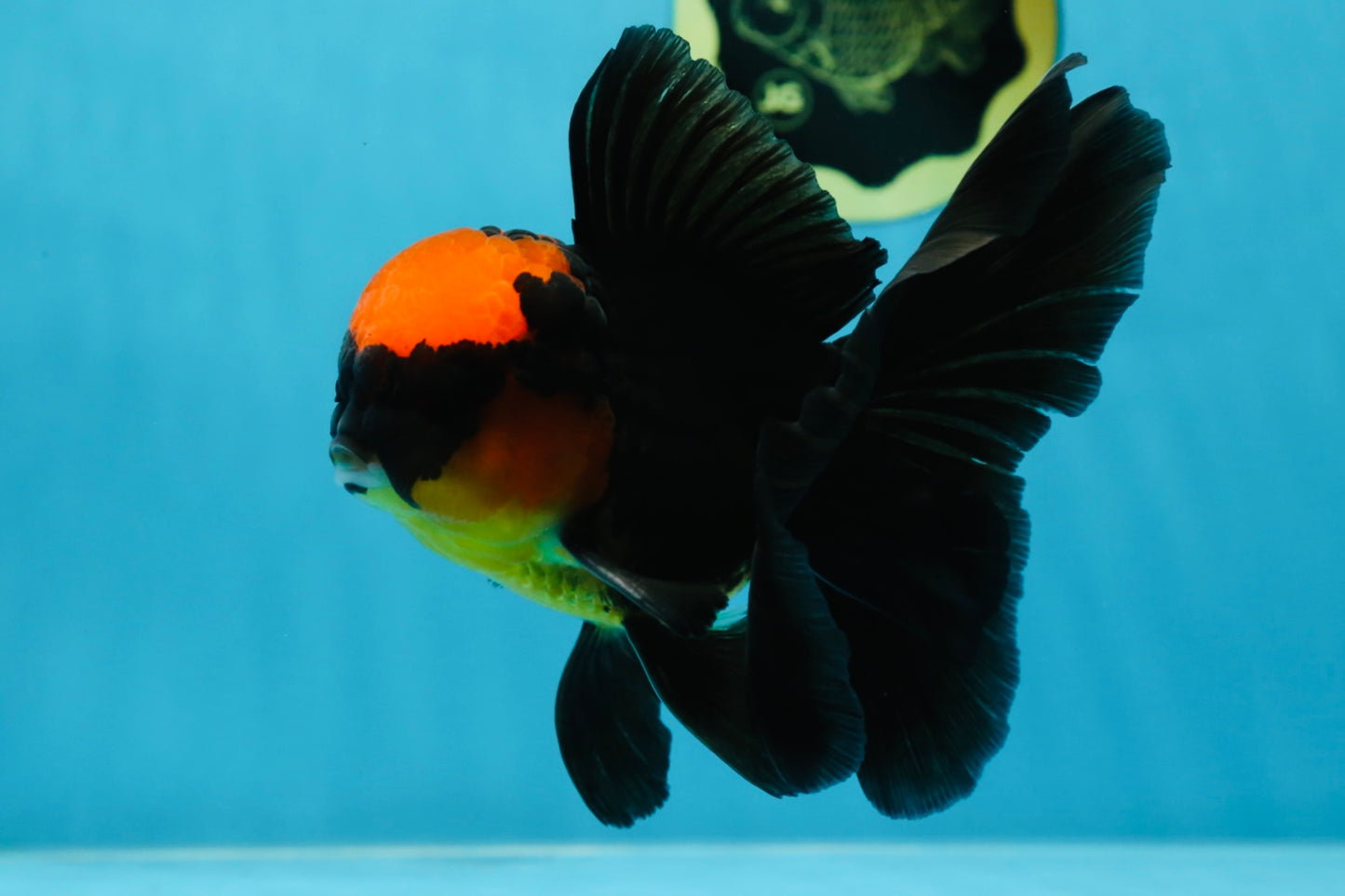 AAA Grade Batman Apache Oranda Male  5 inches #053025OR_16