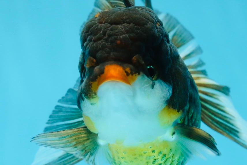 A Grade Chicken Tricolor Oranda Male 5 inches #112924OR_18