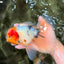 A Grade Sakura Oranda Male 7 inches #080726OR_18