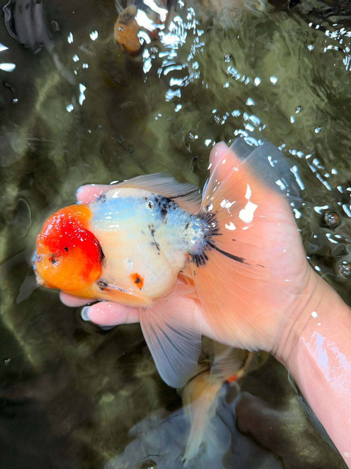 A Grade Sakura Oranda Male 7 inches #080726OR_18